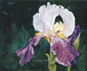 Jewel Iris